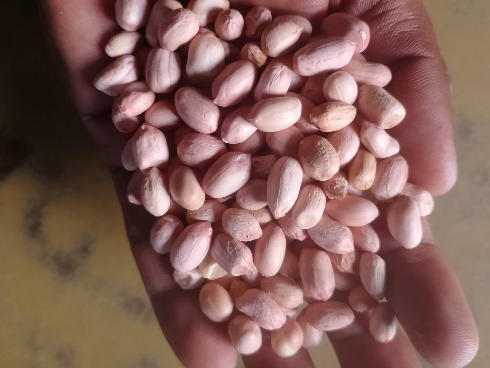 Peanut Seeds Java